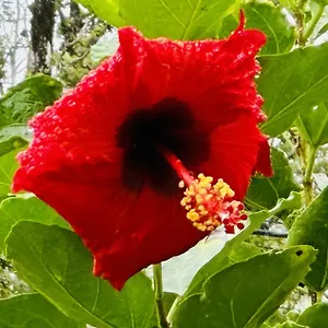 Kope Hale Near Hilo & Volcano National Park Guest house